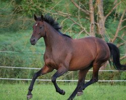 broodmare Flamenca (Oldenburg, 2003, from Sevillano xx)