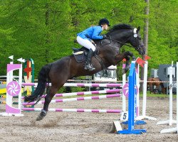 Springpferd Taylor 21 (Polnisches Warmblut, 2006, von Granilli S)