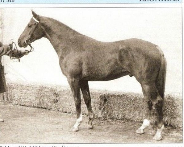 stallion Leonidas (KWPN (Royal Dutch Sporthorse), 1970, from Earldom xx)