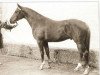 stallion Leonidas (Dutch Warmblood, 1970, from Earldom xx)