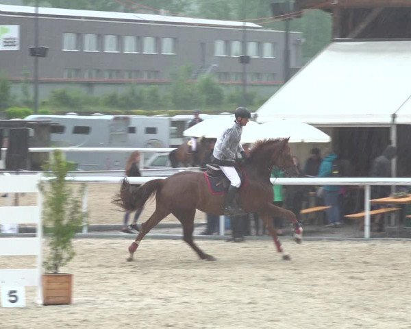 Reitturnier Münsingen 2019