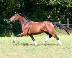 broodmare Floggensee`s Versace (Oldenburg, 2012, from Rubin Royal OLD)