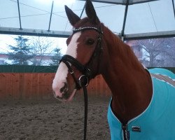 dressage horse Diva 454 (Westphalian, 2003, from Don Bolero 5)