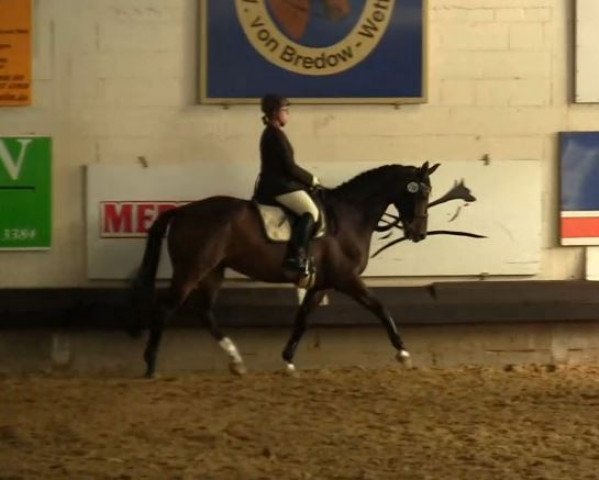 dressage horse King of Queens (Hanoverian, 2004, from King Arthur TSF)