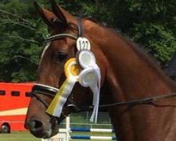 dressage horse Filipa 4 (Hanoverian, 2012, from Fuechtels Floriscount OLD)