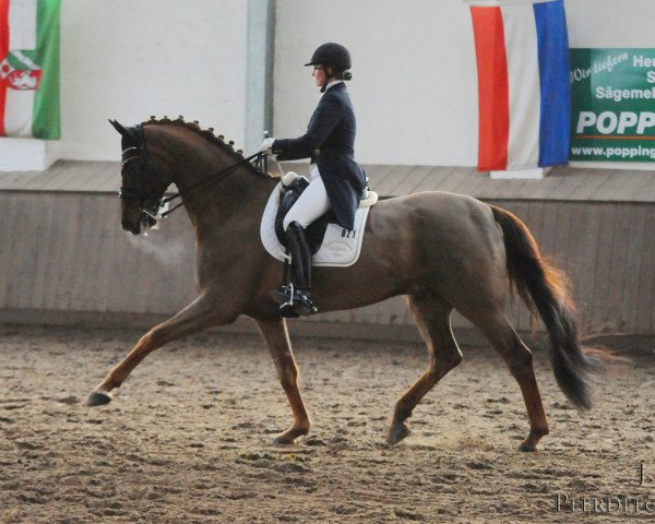 dressage horse Donero 6 (Hanoverian, 2006, from Don Schufro)