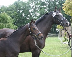 dressage horse San Valentino (Mecklenburg, 2015, from Samba Hit I)