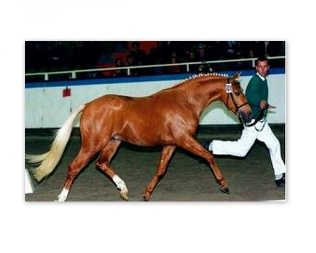 stallion Golden Dandy (Rhinelander, 1998, from FS Golden Moonlight)