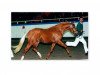 stallion Golden Dandy (Rhinelander, 1998, from FS Golden Moonlight)