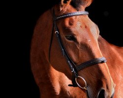 dressage horse Wondrous CE (Hanoverian, 2005, from Worldly I)