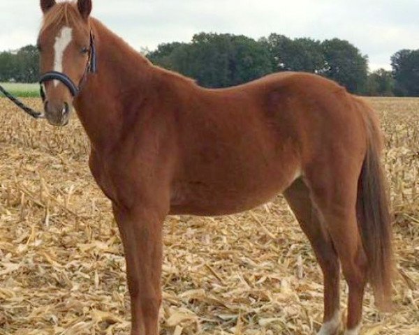 horse Ricky's one and only NR (Pony without race description, 2015, from Oosteinds Ricky)