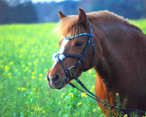 Zuchtstute Stella (Pony ohne Rassebezeichnung, 2003, von Steinkönig)