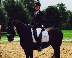 dressage horse Tara 305 (German Riding Pony, 2008, from Hilkens Black Delight)