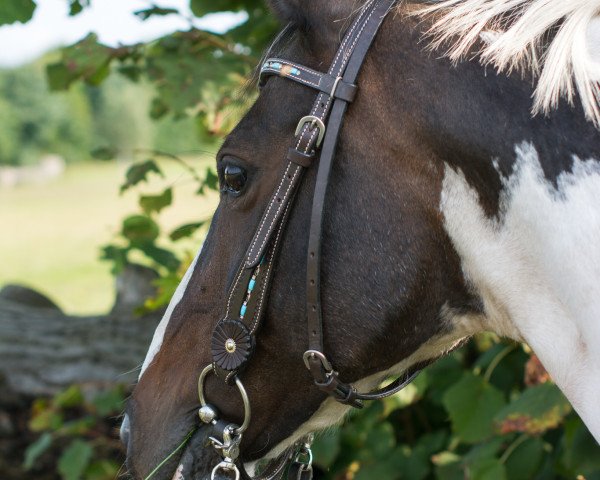 Zuchtstute Sunny (Pinto/Kleines Reitpferd, 1996, von Skyline)