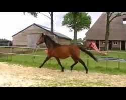 jumper Jestoril (KWPN (Royal Dutch Sporthorse), 2014, from Estoril)