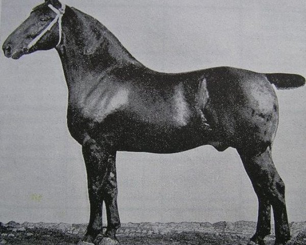 stallion Elimar 1541 (Oldenburg, 1902, from Elegant 1387)