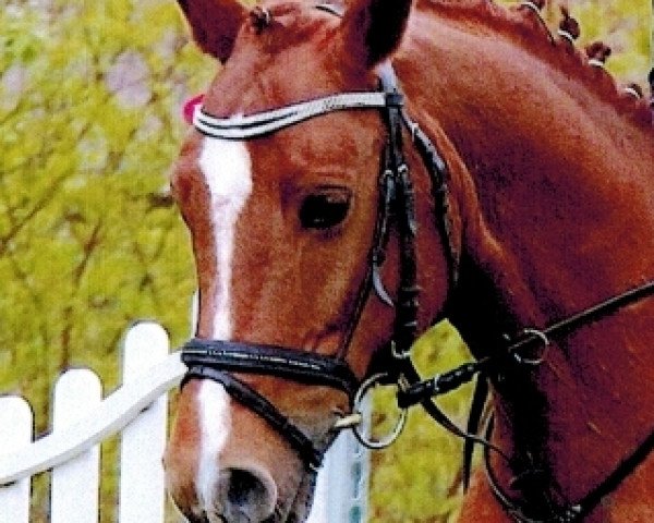 jumper Rappenbergs Nepomuk (German Riding Pony, 2006, from Nantano)