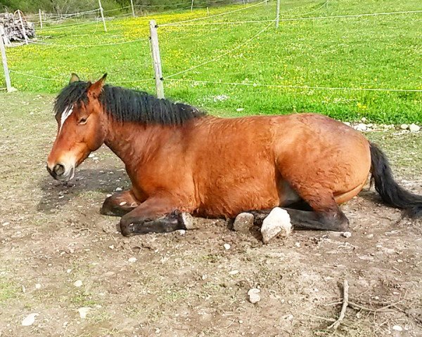 broodmare Dry Creeks Valentine (American Bashkir Curly Horses, 2008, from Dry Creek M.R.A. Keeper Crocus)