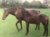 horse Noble-Deern (Holsteiner, 1998, from Heraldik xx)