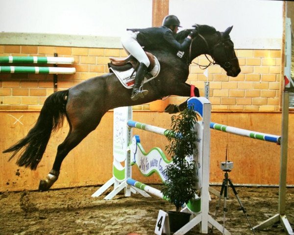 jumper Clay's Fortuno (Oldenburg show jumper, 2008, from Clay)