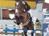 jumper Clay's Cara (Oldenburg show jumper, 2010, from Clay)