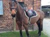 jumper Clay's Cassinette (Oldenburg show jumper, 2010, from Clay)