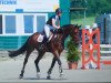 jumper Clay's Solitaire (Oldenburg show jumper, 2010, from Clay)