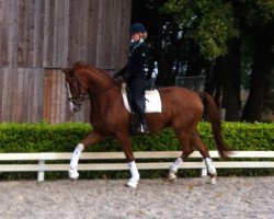 Dressurpferd Royal Flash 112 (Hannoveraner, 2012, von Royal Classic I)