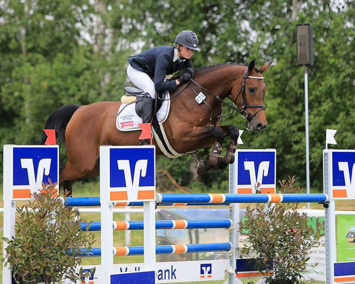 jumper Clay's Quicklady (Oldenburg show jumper, 2010, from Clay)