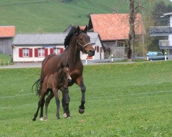 Zuchtstute Bella (Westfale, 2000, von Baldini II)