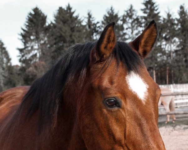 horse Lord Landoran (Oldenburg, 2006, from Lucky-Man)