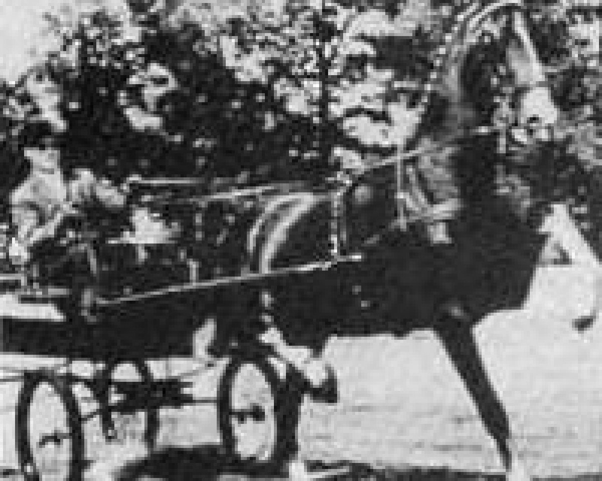 stallion Marfleet Raffles (Hackney (horse/pony), 1956, from Winestead Marmion)