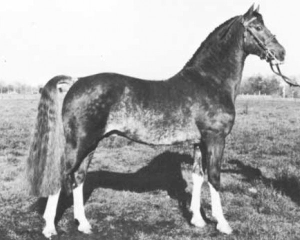 Deckhengst Brook Acres Silversul (Hackney (Pferd/Pony), 1969, von Brook Acres Signalman)