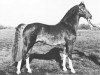 stallion Brook Acres Silversul (Hackney (horse/pony), 1969, from Brook Acres Signalman)