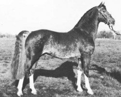 stallion Brook Acres Silversul (Hackney (horse/pony), 1969, from Brook Acres Signalman)