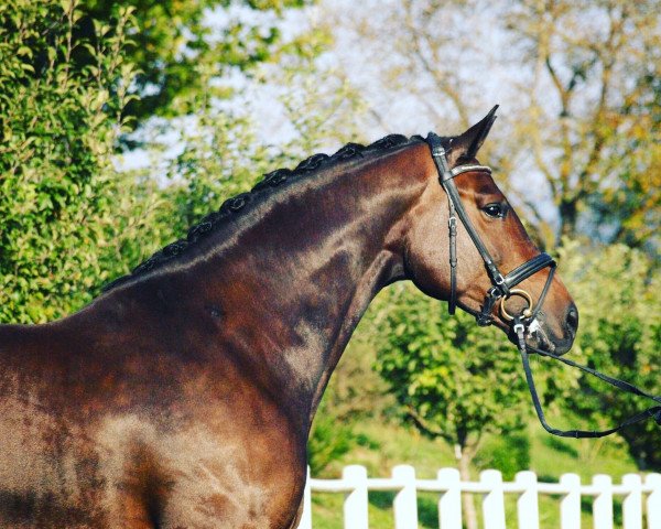 broodmare Celine (Austrian Warmblood, 2005, from Charisma)