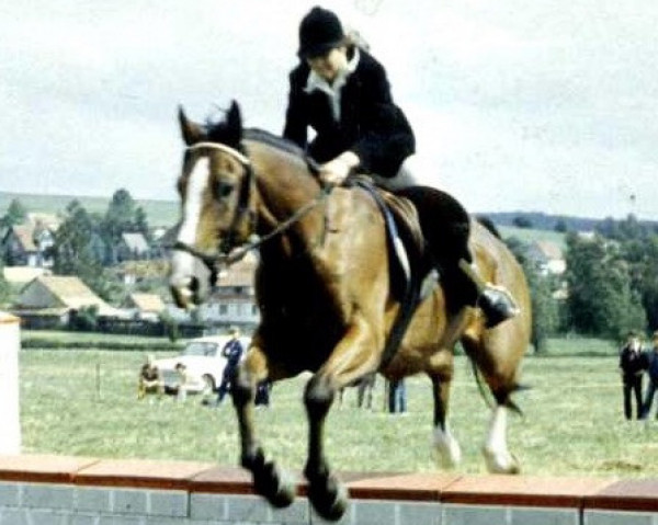 horse Miko (Noble Warmblood, 1975, from Mio xx 1244)