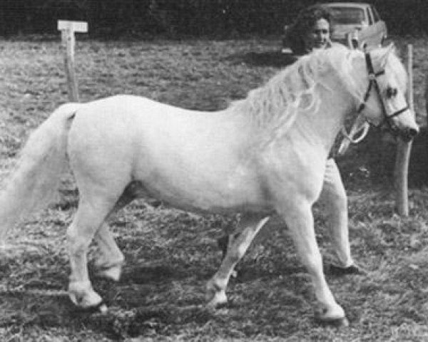 Deckhengst Revel Cello (Welsh Mountain Pony (Sek.A), 1964, von Clan Pip)