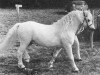 stallion Revel Cello (Welsh mountain pony (SEK.A), 1964, from Clan Pip)
