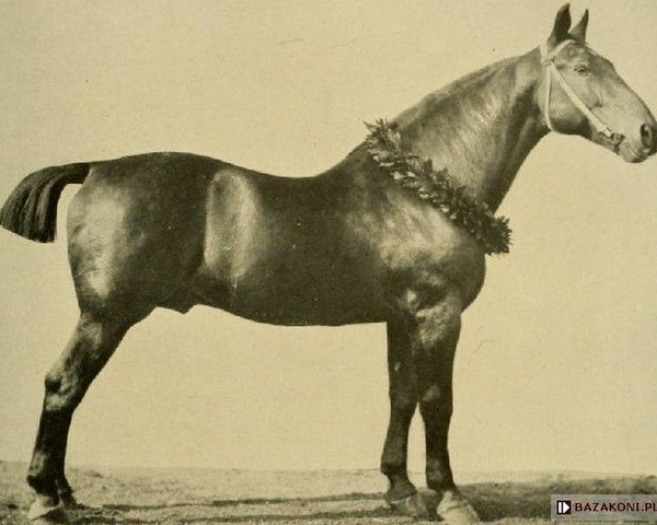 stallion Emigrant 925 (Oldenburg, 1875, from Young Nord)