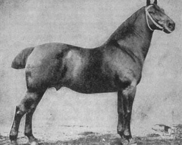 stallion Ruthard 1255 (Oldenburg, 1890, from Rubico 952)
