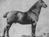 stallion Ruthard 1255 (Oldenburg, 1890, from Rubico 952)