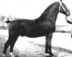 stallion Waldherr (Oldenburg, 1931, from Gaukler 3397)