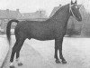 stallion Nubier (Gelderland, 1949, from Graaf van Wittenstein)