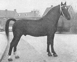 stallion Nubier (Gelderland, 1949, from Graaf van Wittenstein)