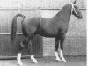 stallion Pygmalion (KWPN (Royal Dutch Sporthorse), 1974, from Locomotief)