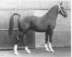 stallion Pygmalion (KWPN (Royal Dutch Sporthorse), 1974, from Locomotief)