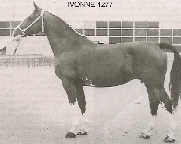 Zuchtstute Ivonne (Niederländisches Warmblut, 1967, von Baron 1197 Sgldt)