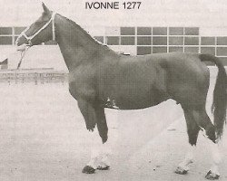 Zuchtstute Ivonne (KWPN (Niederländisches Warmblut), 1967, von Baron 1197 Sgldt)