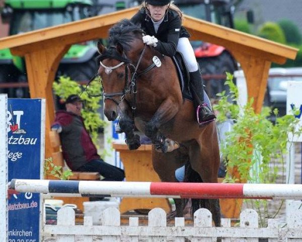 dressage horse Mac Carwyn 2 (German Riding Pony, 2011, from Machno Carwyn)